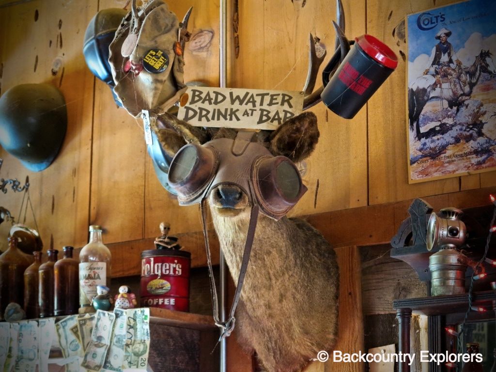 Deer head hanging over Casey's bar